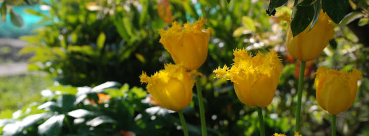 Walled Gardens 