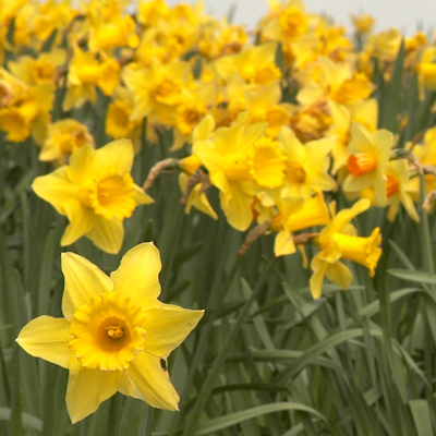 Daffodils at Burton Agnes Hall