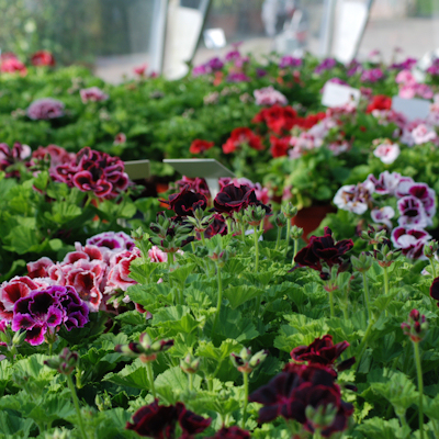 Plants in the greenhouse at Burton Agnes Hall