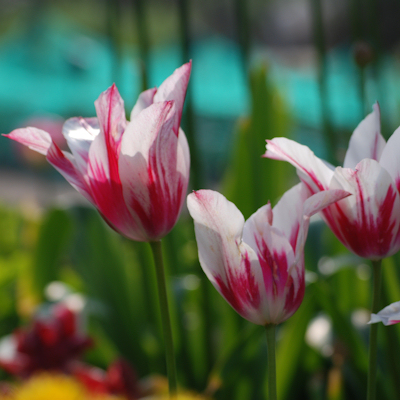 Flowers growing at Burton Agnes Hall